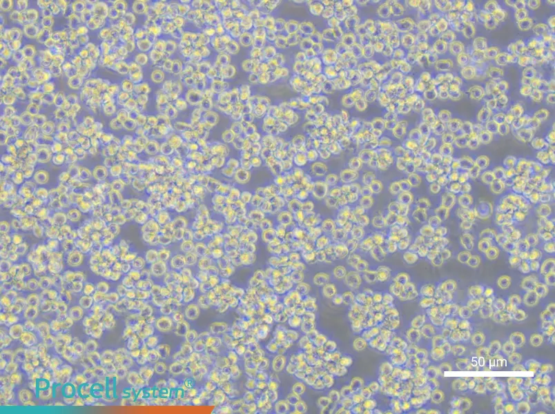 Karpas-422 Cell Complete MediumKarpas-422 Cell Complete Medium - 6