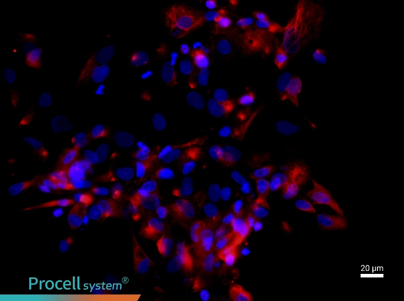 Mouse Extrahepatic Bile Duct Epithelial Cell Complete Medium - 2