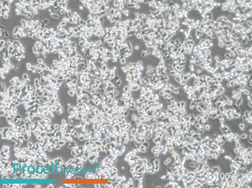 SW48 (DMEM) Cell Complete Medium - 3