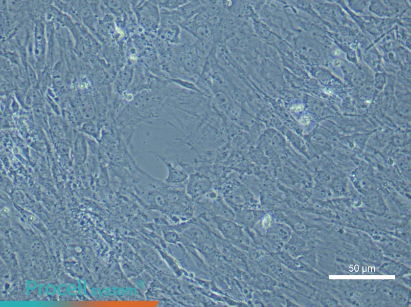 Mouse Synovial Fibroblast Complete Medium - 6