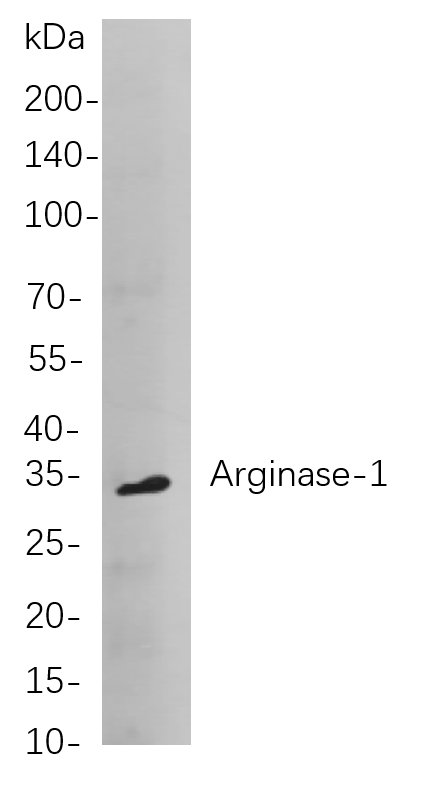 Recombinant Arginase-1 Monoclonal Antibody-searchlist-1
