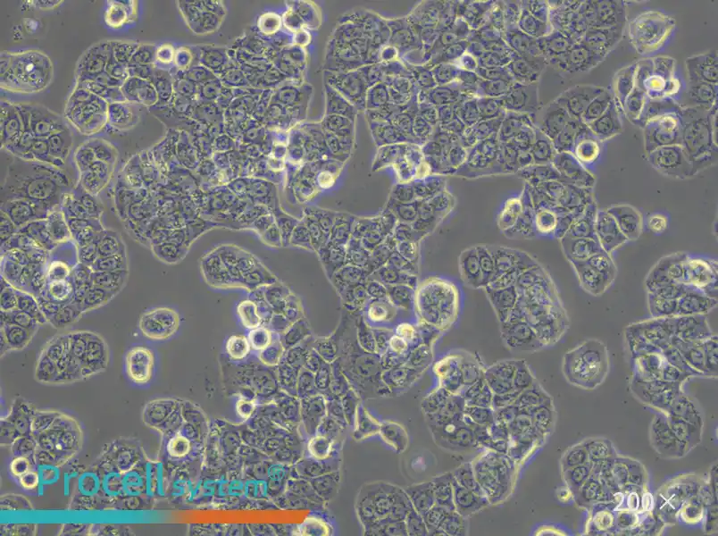 HT-29 Cell Complete Medium - small - 5