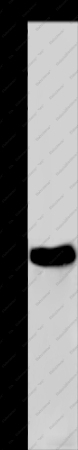 FHL2 Polyclonal Antibody - 1