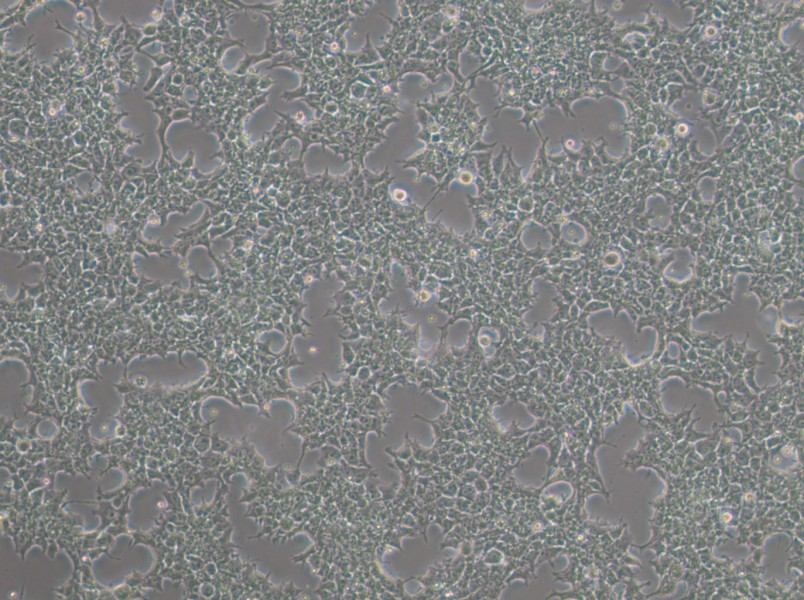 NCCIT Cell Complete MediumNCCIT Cell Complete Medium - 2