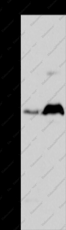 HTR1A Polyclonal Antibody - 1