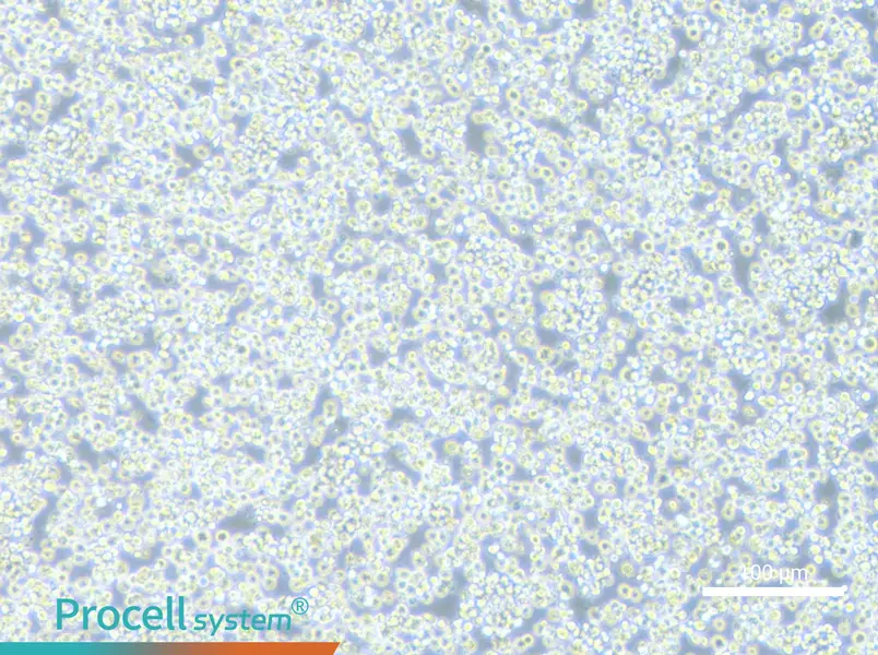 H22 Cell Complete Medium - 1
