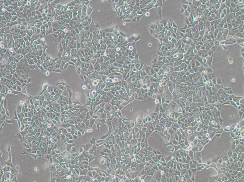 BFTC-905 Cell Complete MediumBFTC-905 Cell Complete Medium - 3