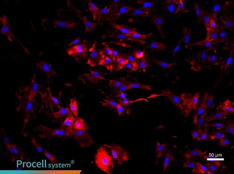 Rat Gastric Smooth Muscle Cell Complete Medium - 1