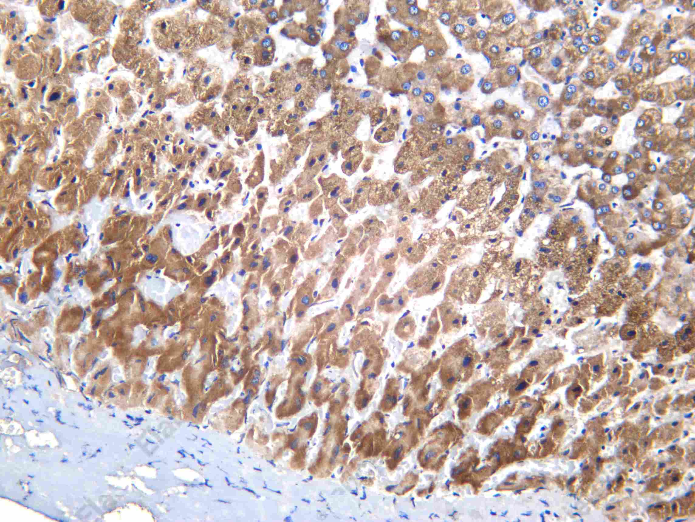 Recombinant NCPR Monoclonal Antibody - 2