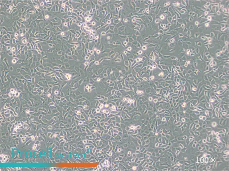 SHZ-88 Cell Complete Medium - 1