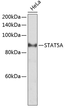 Western blot analysis of extracts of HeLa cells using STAT5A Polyclonal Antibody at dilution of 1:2000.