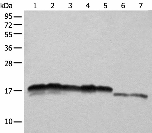 Western blot analysis of Hela HEPG2 A431 K562 and 231 cell Mouse liver tissue and Mouse brain tissue lysates  using NDUFB11 Polyclonal Antibody at dilution of 1:1000