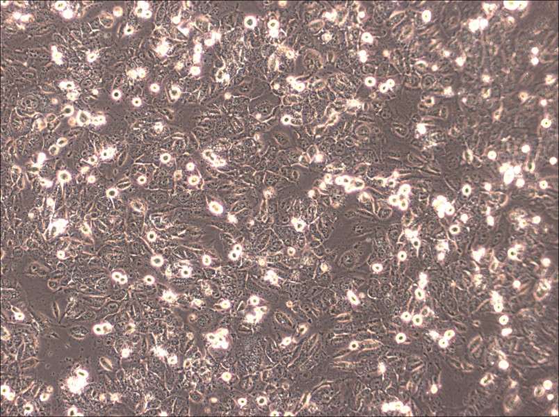 HTh83 Cell Complete MediumHTh83 Cell Complete Medium - 3