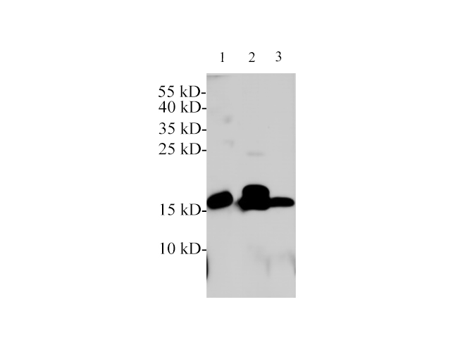 Western blotting with anti-Neurotensin polyclonal antibody at dilution of 1:1000. Lane 1: A549 cell lysate, Lane 2: Rat stomach lysate. Lane 3: Rat small intestine lysate.