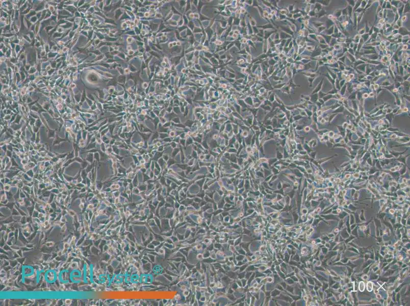 CBRH-7919 Cell Complete Medium - 1