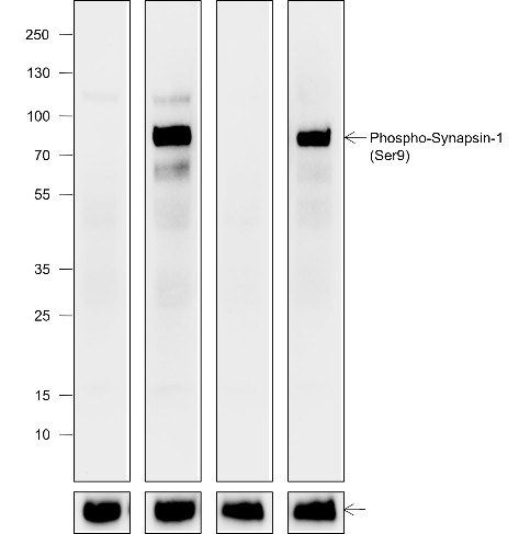Recombinant Phospho-Synapsin-1 (Ser9) Monoclonal Antibody-searchlist-1