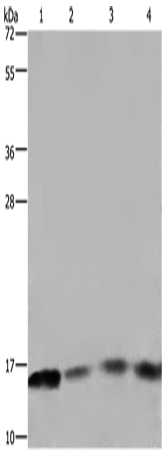 Western Blot analysis of Raji and 293T cell, Mouse spleen tissue and A431 cell using FIS1 Polyclonal Antibody at dilution of 1:800