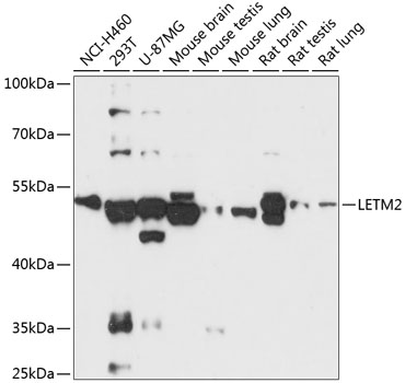 Western blot analysis of extracts of various cell lines using LETM2 Polyclonal Antibody at 1:3000 dilution.