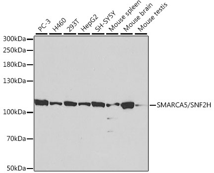 Western blot analysis of extracts of various cell lines using SMARCA5/SNF2H Polyclonal Antibody at 1:1000 dilution.