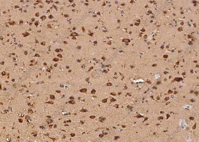 AIMP1/EMAP II Monoclonal Antibody - 1
