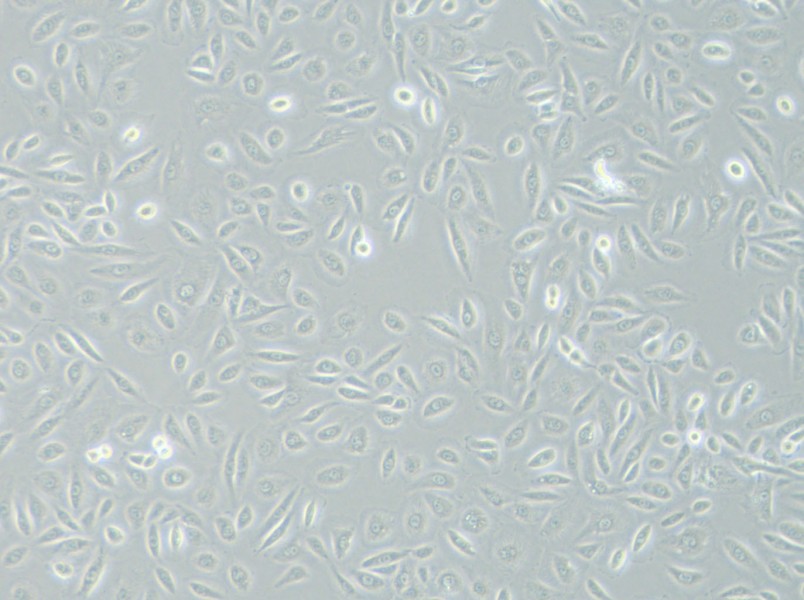 TPC-1 (RPMI) Cell Complete Medium - small - 8