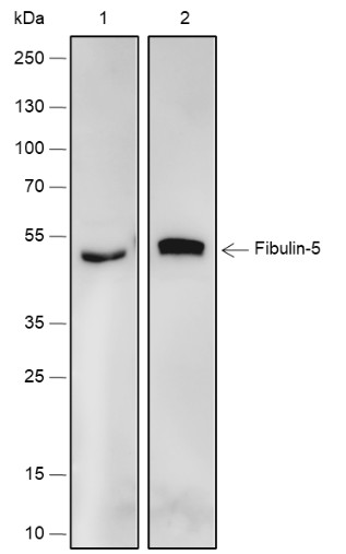 Recombinant Fibulin-5 Monoclonal Antibody-searchlist-1