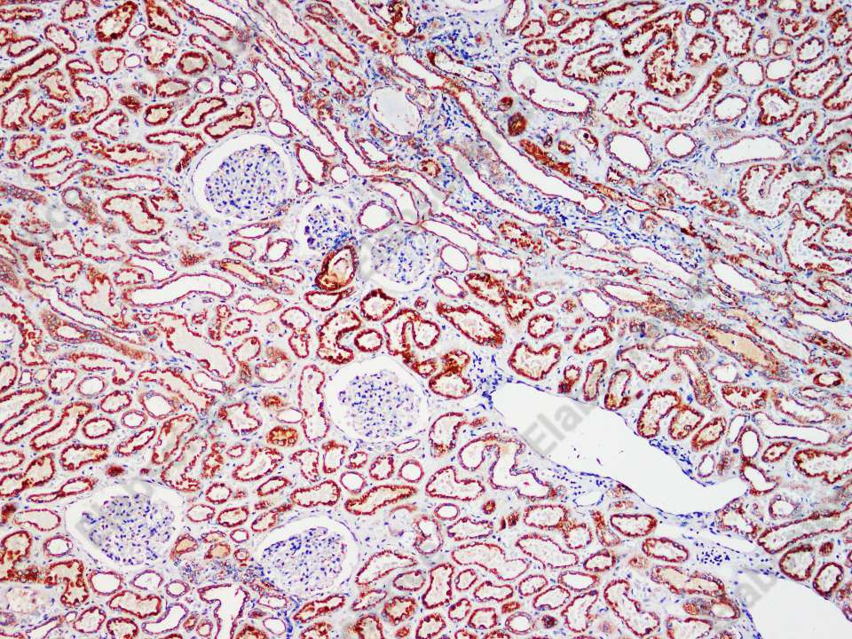 Recombinant LAMP1/CD107a Monoclonal Antibody - 1