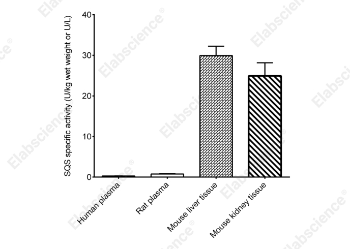 Squalene Synthase (SQS) Activity Colorimetric Assay Kit - 1
