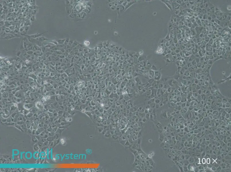 SAS Cell Complete Medium - 2