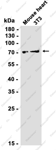 Recombinant Hsc70 Monoclonal Antibody - 3