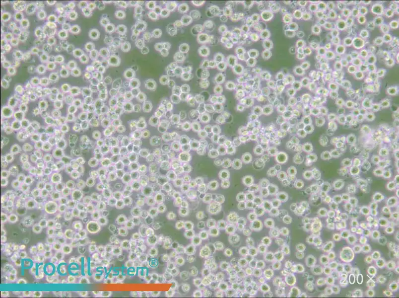 35.1 Cell Complete Medium - small - 6