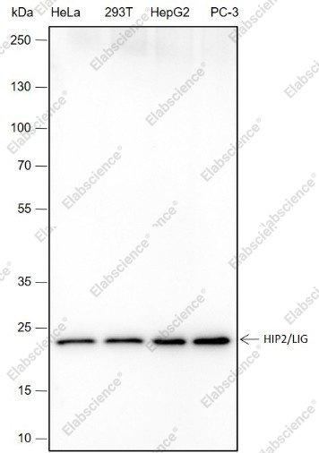 Recombinant HIP2/LIG Monoclonal Antibody - 1