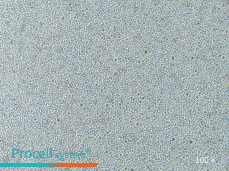 CoC1-DDP Cell Complete Medium - 2