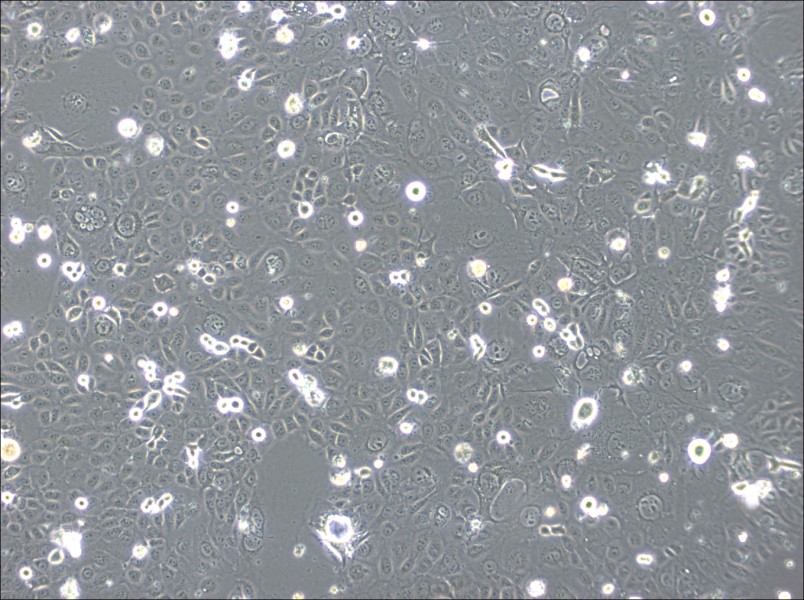 SVCT Cell Complete Medium-searchlist-1