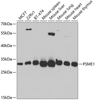 Western blot analysis of extracts of various cell lines using PSME1 Polyclonal Antibody at 1:1000 dilution.