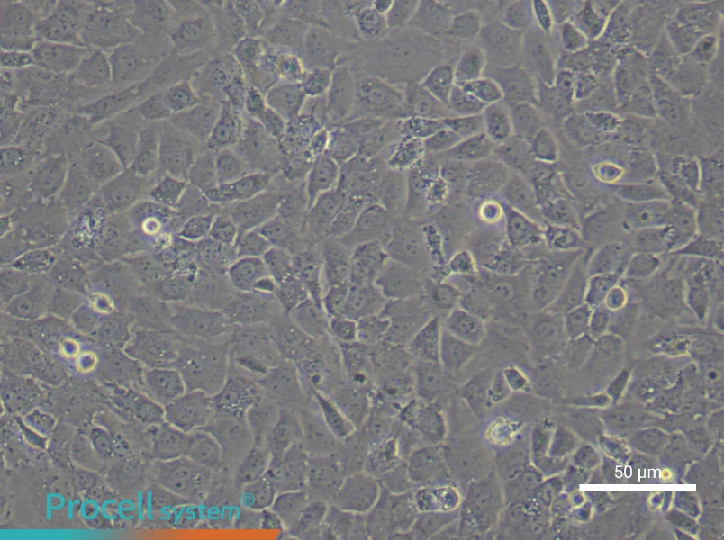 Mouse Osteoblast Complete Medium - 5