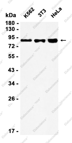 Recombinant SP1 Monoclonal Antibody - 1