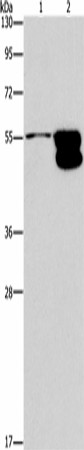 Western Blot analysis of NIH/3T3 cell and Mouse brain tissue using CRHR2 Polyclonal Antibody at dilution of 1:650