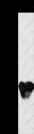 MYL3 Polyclonal Antibody - 1