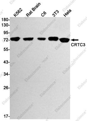 Recombinant CRTC3 Monoclonal Antibody - 1