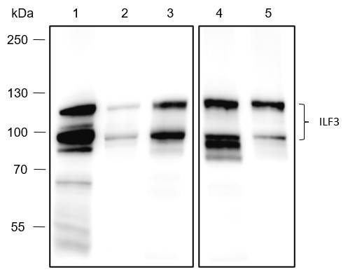 Recombinant ILF3 Monoclonal Antibody-searchlist-1