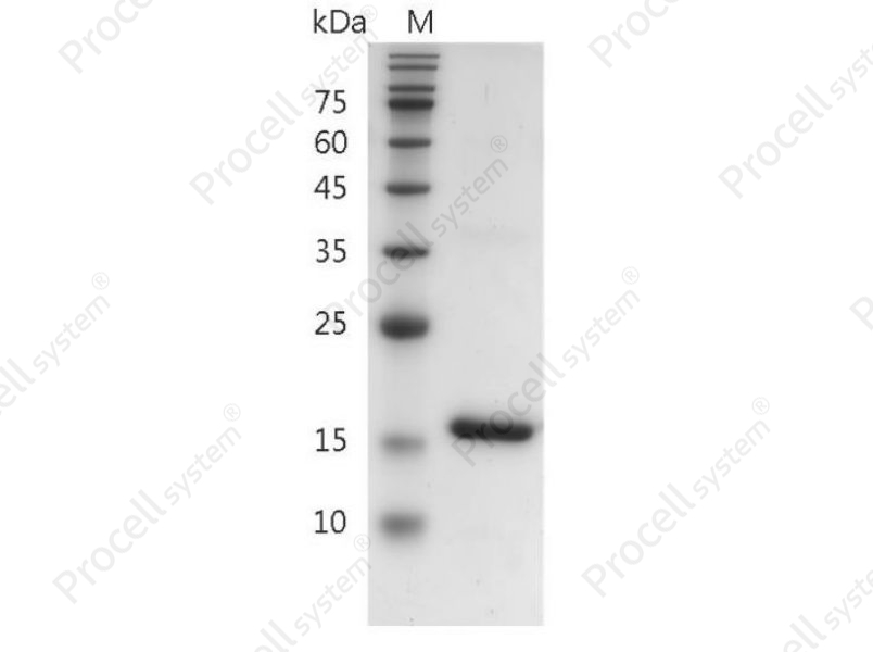 IL-18/IGIF, Mouse, Recombinant