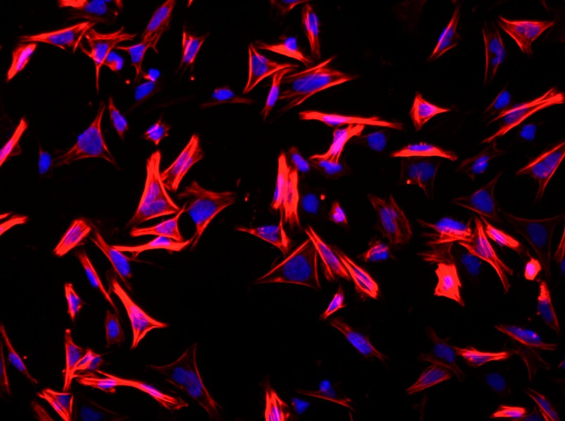 Rat Colonic Smooth Muscle Cell Complete MediumRat Colonic Smooth Muscle Cell Complete Medium - 2