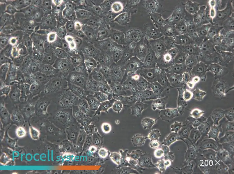 NCI-H1299 Cell Complete Medium - small - 4