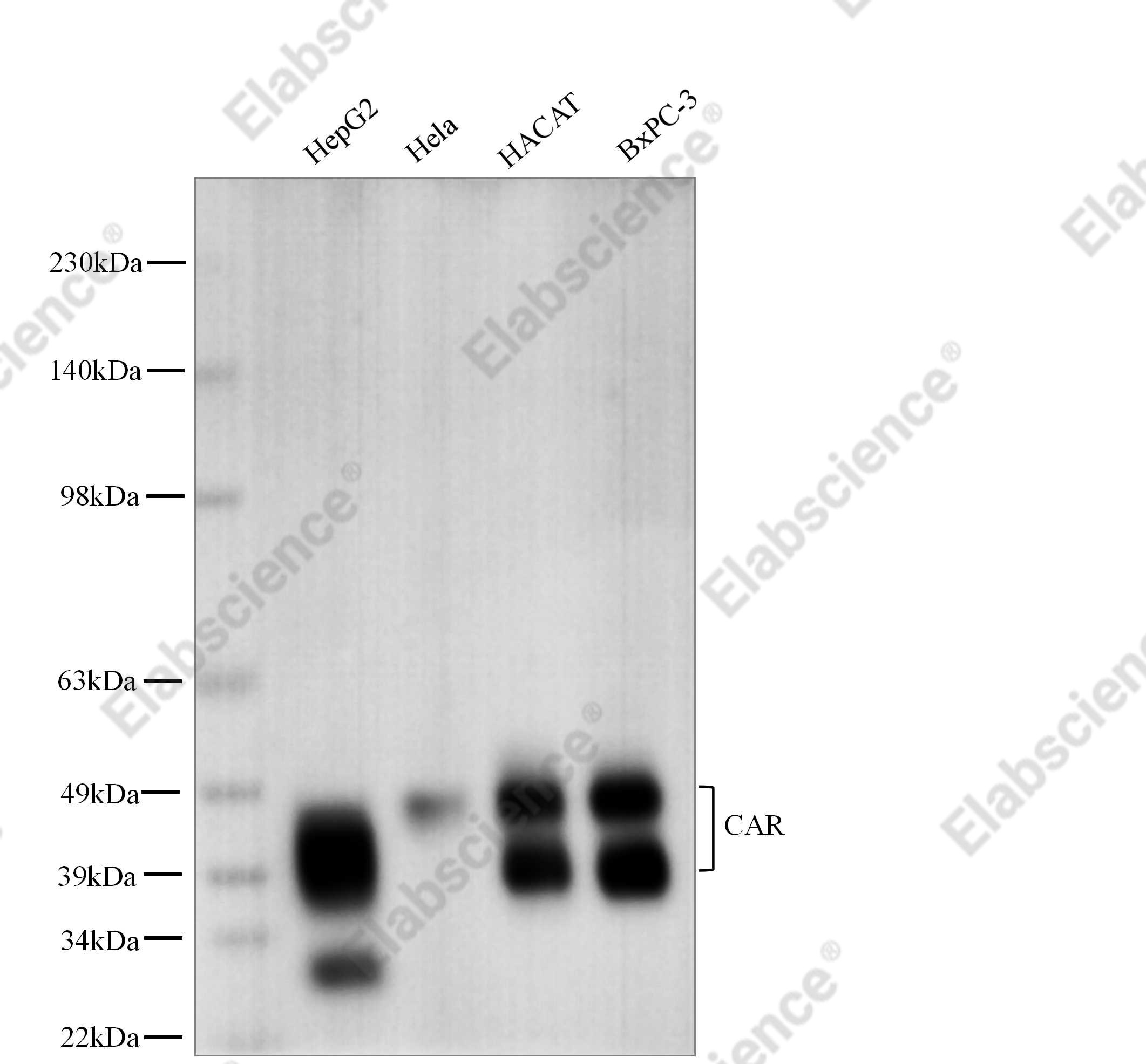 Recombinant CXADR/CAR Monoclonal Antibody - 1