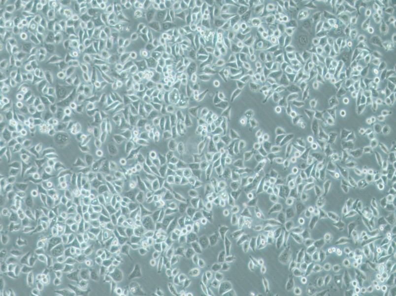 PC-9 Cell Complete Medium - small - 4