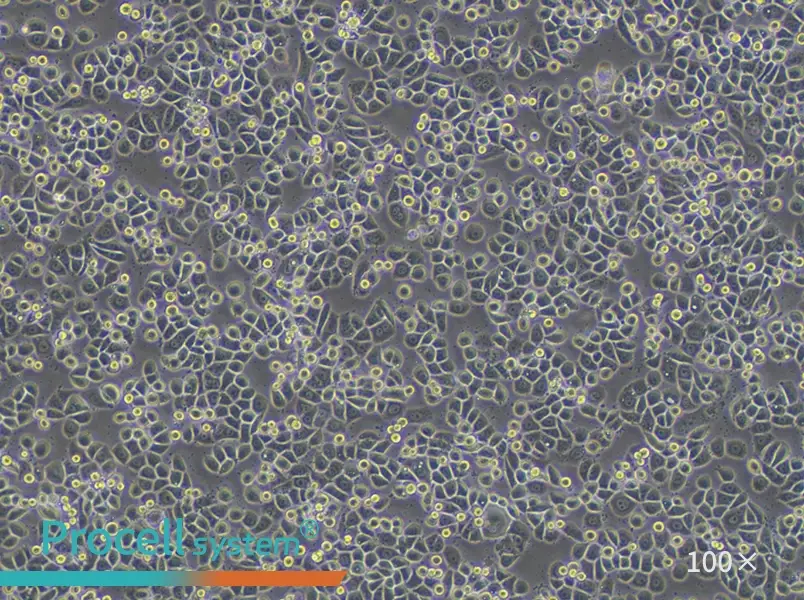 MDA-MB-468 (DMEM) Cell Complete Medium - 1