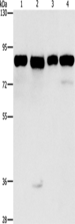 Western Blot analysis of Hela, 231, hepG2 and Raji cell using MAD1L1 Polyclonal Antibody at dilution of 1:500