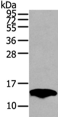 Western Blot analysis of Mouse fat tissue using PMP2 Polyclonal Antibody at dilution of 1/400