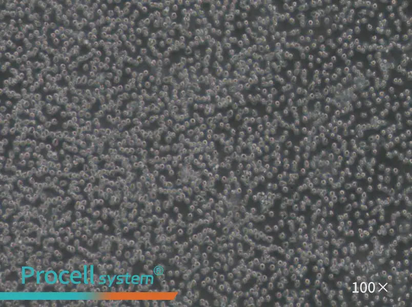 Mino Cell Complete Medium - 1